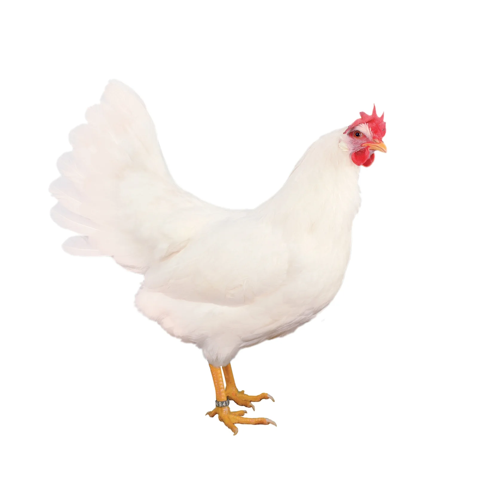 Amerikanisches Leghorn, eine aus Italien stammende Haushuhnrasse. (Foto: Rudi Proll)