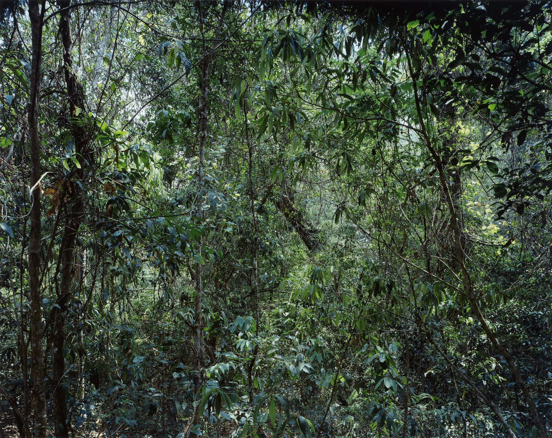 Paradiese 09, Fotografie von Thomas Struth, 1999, China, Provinz Yunnan, Xi Shuang Banna, C-Print, © Atelier Thomas Struth