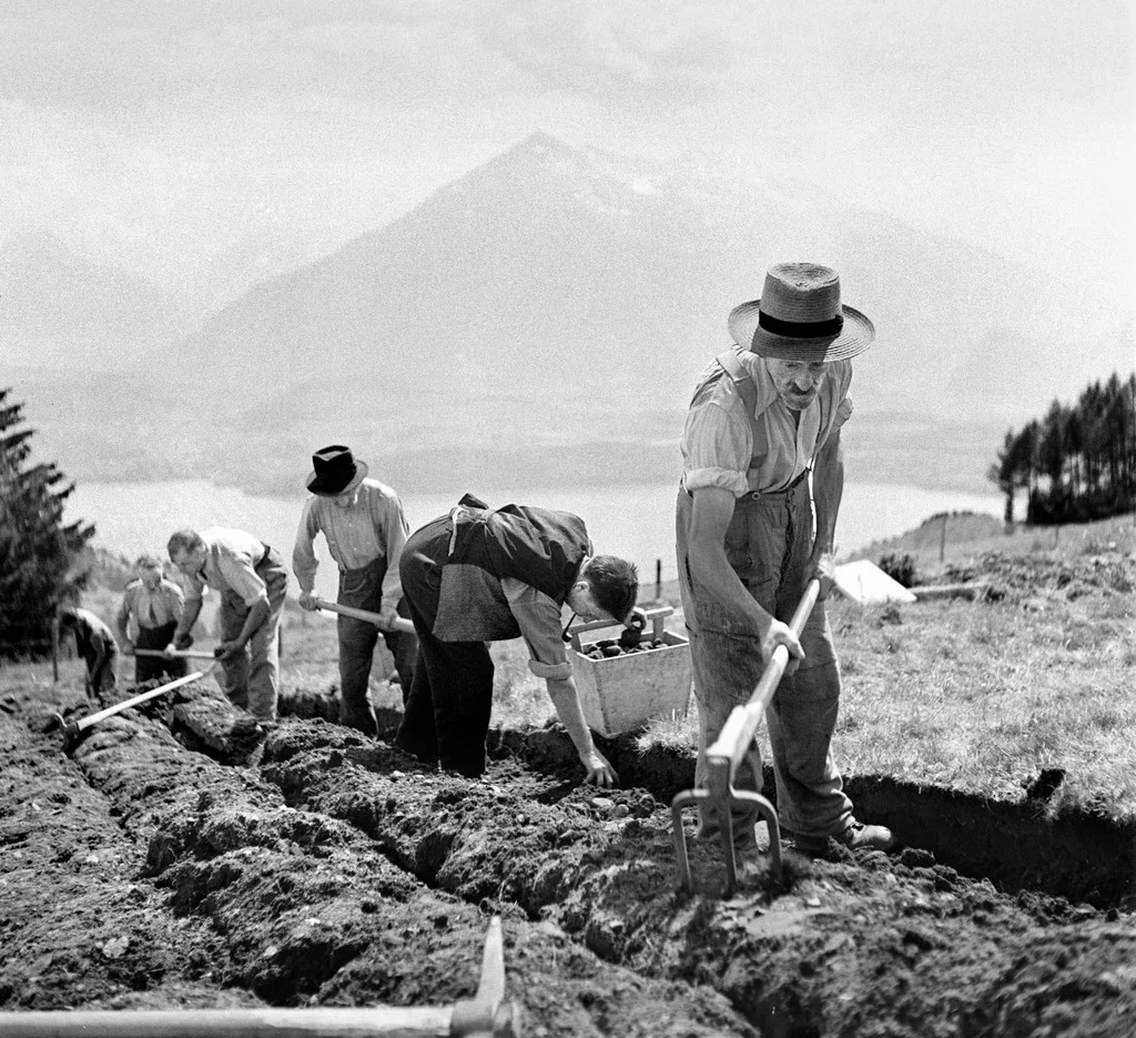 Mitglieder des Thuner Konsumvereins säubern am 31. Mai 1943 auf der Tschingelalp oberhalb des Thunersees ein Stück Land von Steinen, damit es bepflanzt werden kann. (Foto: Keystone/Photopress-Archiv) 