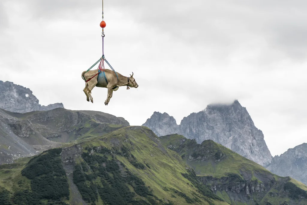 Im August ziehen die Älpler mit ihrem Vieh von den höheren Weiden beim Klausenpass auf die niedrigen Alpen. Eine leicht verletzte Kuh kann den Abstieg nicht meistern. Mit einem Helikopter wird sie ausgeflogen und gesellt sich bald zu ihren Artsgenossen bei Urnerboden. (Foto: Keystone/Uerts Flüeler)