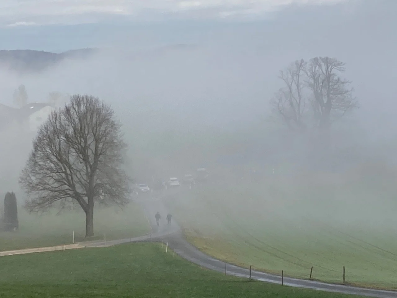 Die Linde von Linn im Morgennebel (rechts)