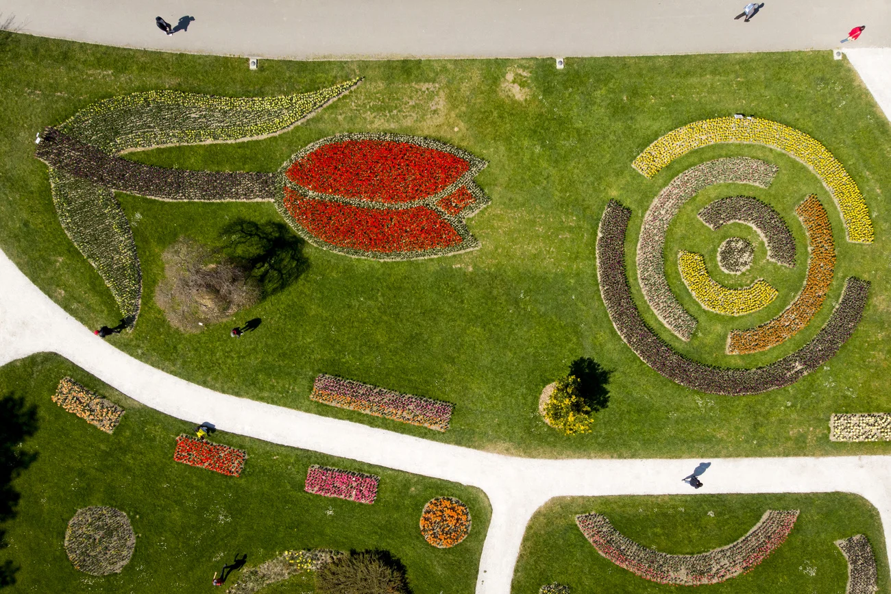 Die Tulpen von oben, aufgenommen mit einer Drohne (Foto: Keystone/Laurent Gilliéron)