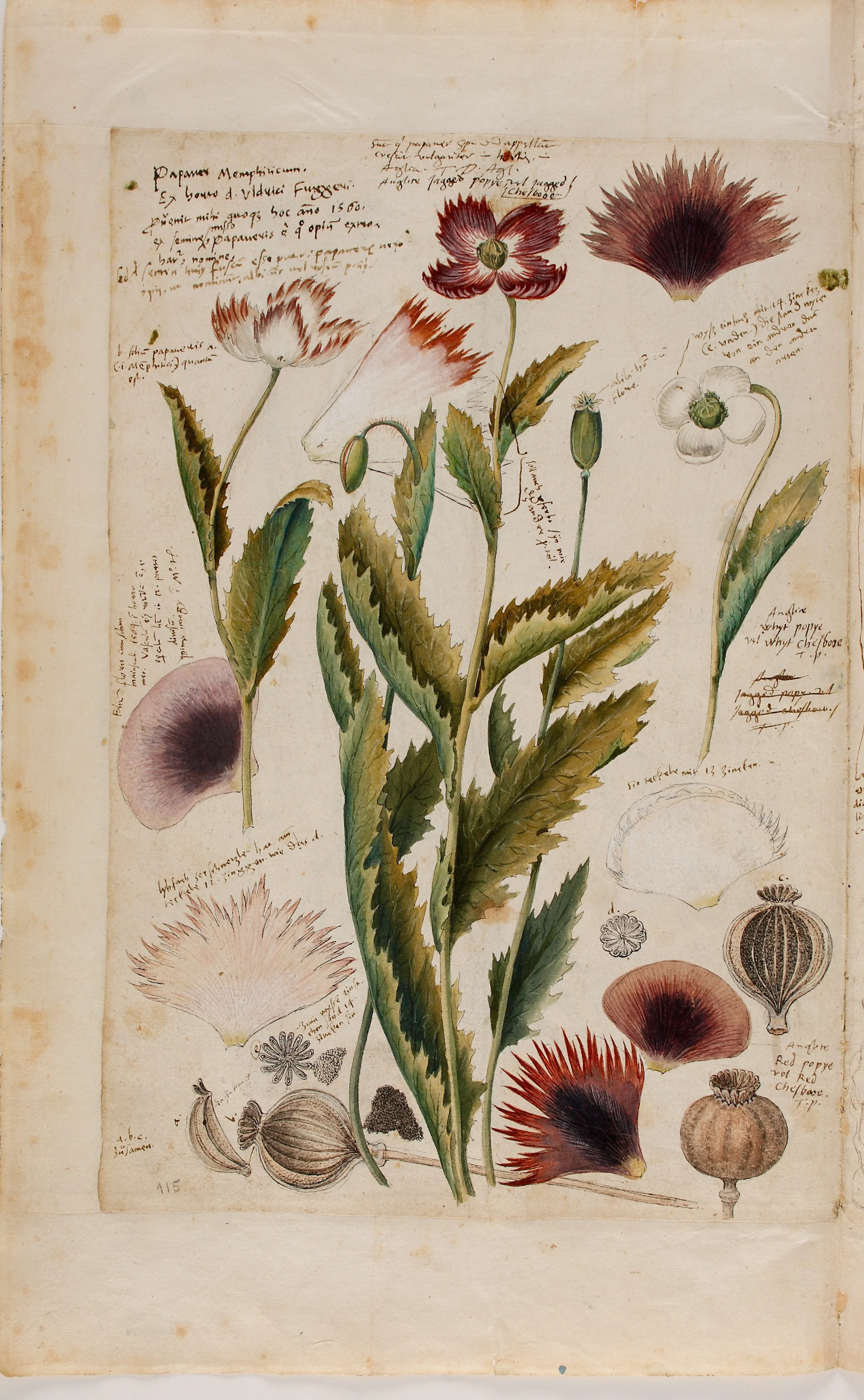 Mohn (Papaver), Zeichnung von Conrad Gessner aus seiner botanischen Enzyklopädie Historia plantarum, 1555–1565, Aquarell, © Universitätsbibliothek Erlangen-Nürnberg 