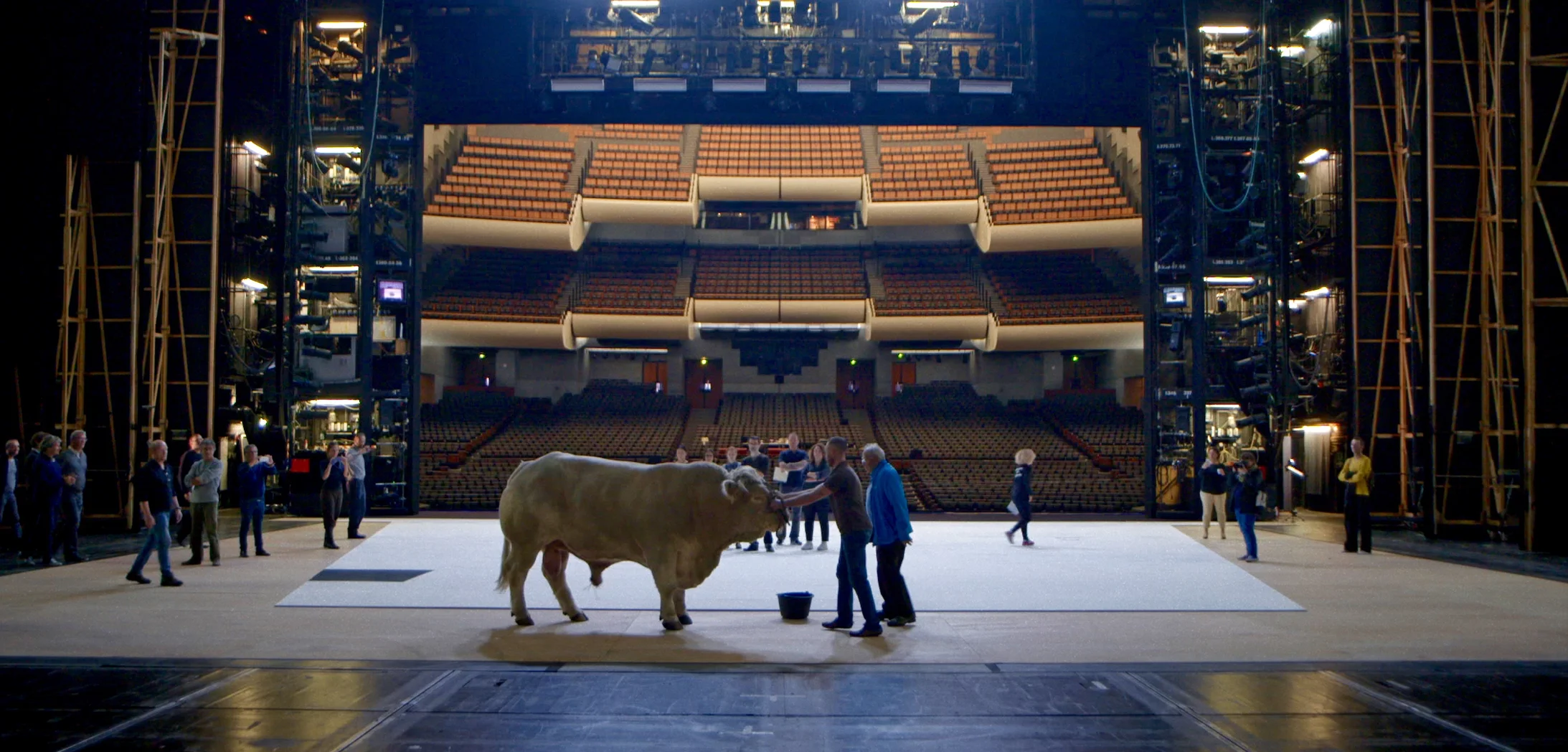 Ein Stier beim Casting: Er tritt in «Moses und Aron» auf
