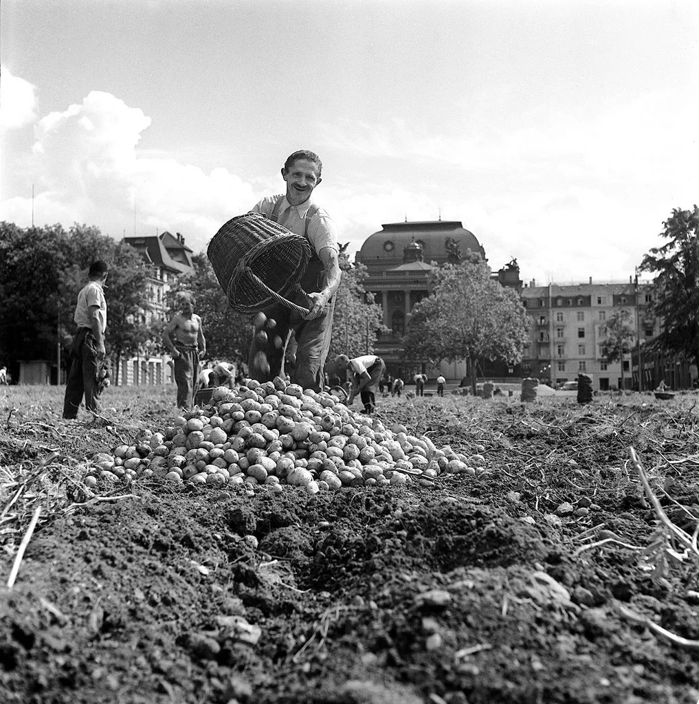 Kartoffelernte auf der Zürcher Sechseläutewiese. Im Hintergrund das Opernhaus. Das Bild stammt aus dem Jahr 1942. (Foto: Keystone/Photopress-Archiv)