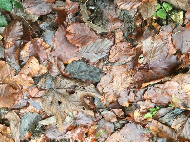 Die Laubdecke im Wald schützt vor starkem Regen, Schnee und Kälte.
