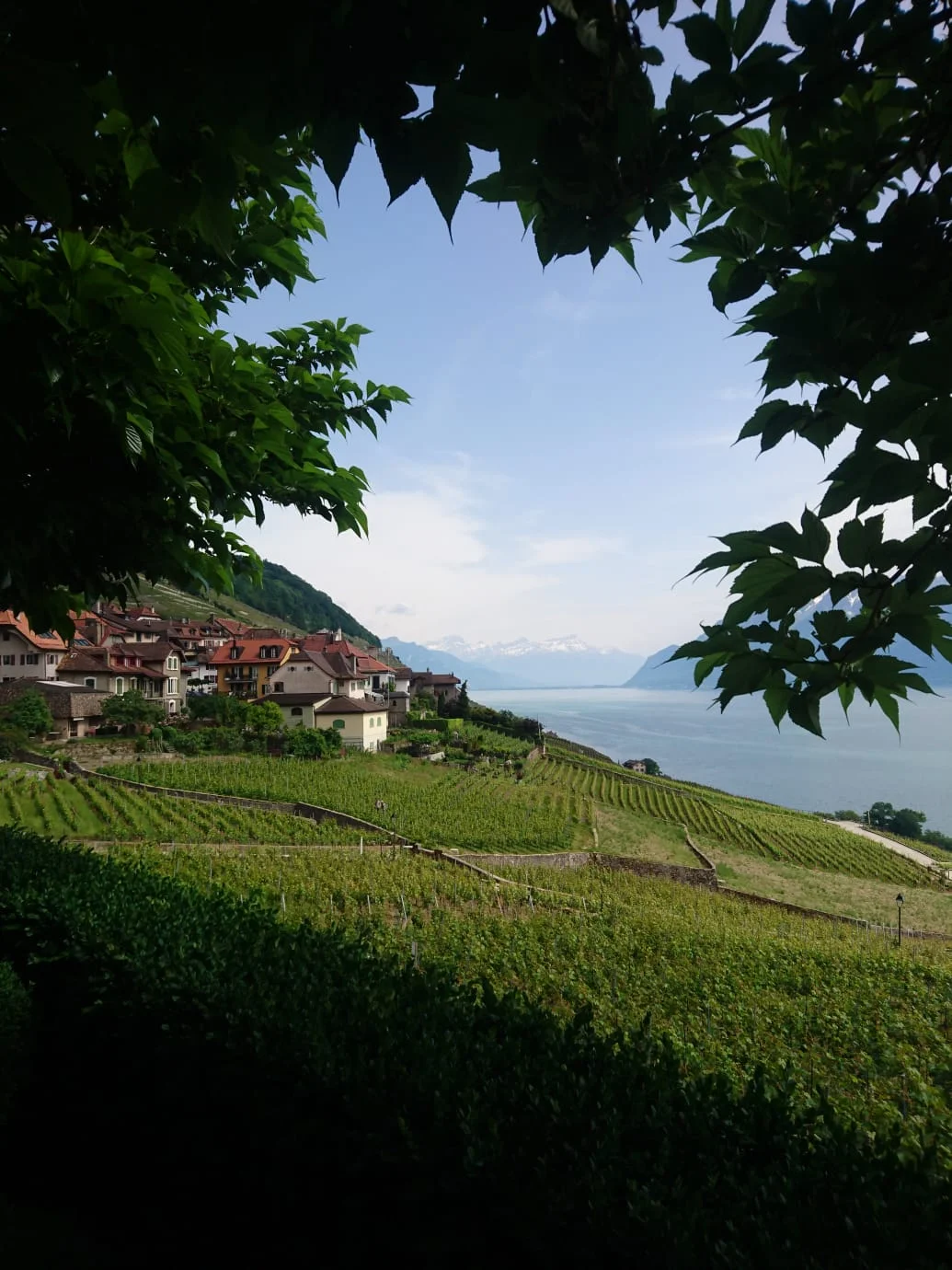 Photo infoméduse: le Lavaux, 2018