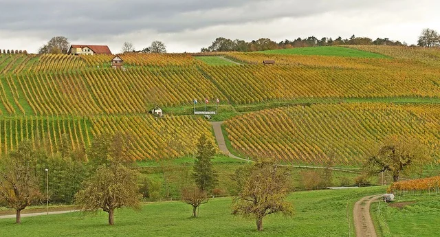 Reben am Worrenberg (Foto U. Bundi)