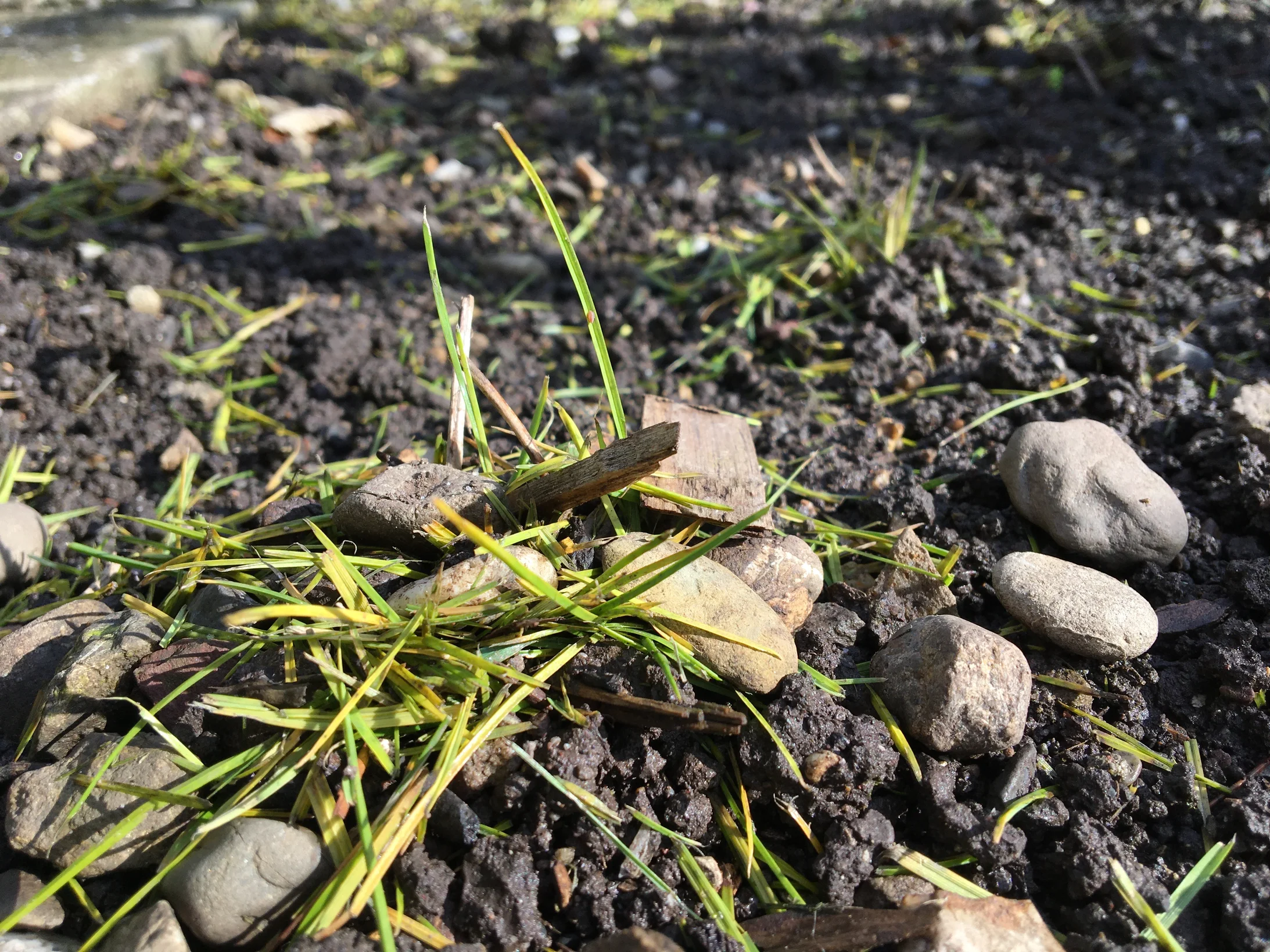 Bild 3: Einzelne Grashalme werden in das Regenwurmloch eingezogen.
