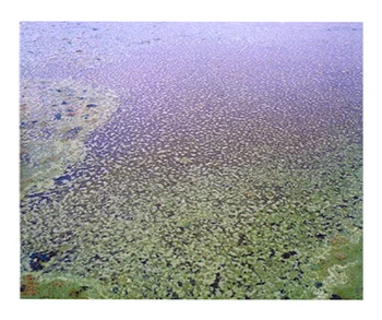 Durch Blaualgen verschmutztes Wasser des Chao Sees. Provinz Anhui, 2011 © Andreas Seibert