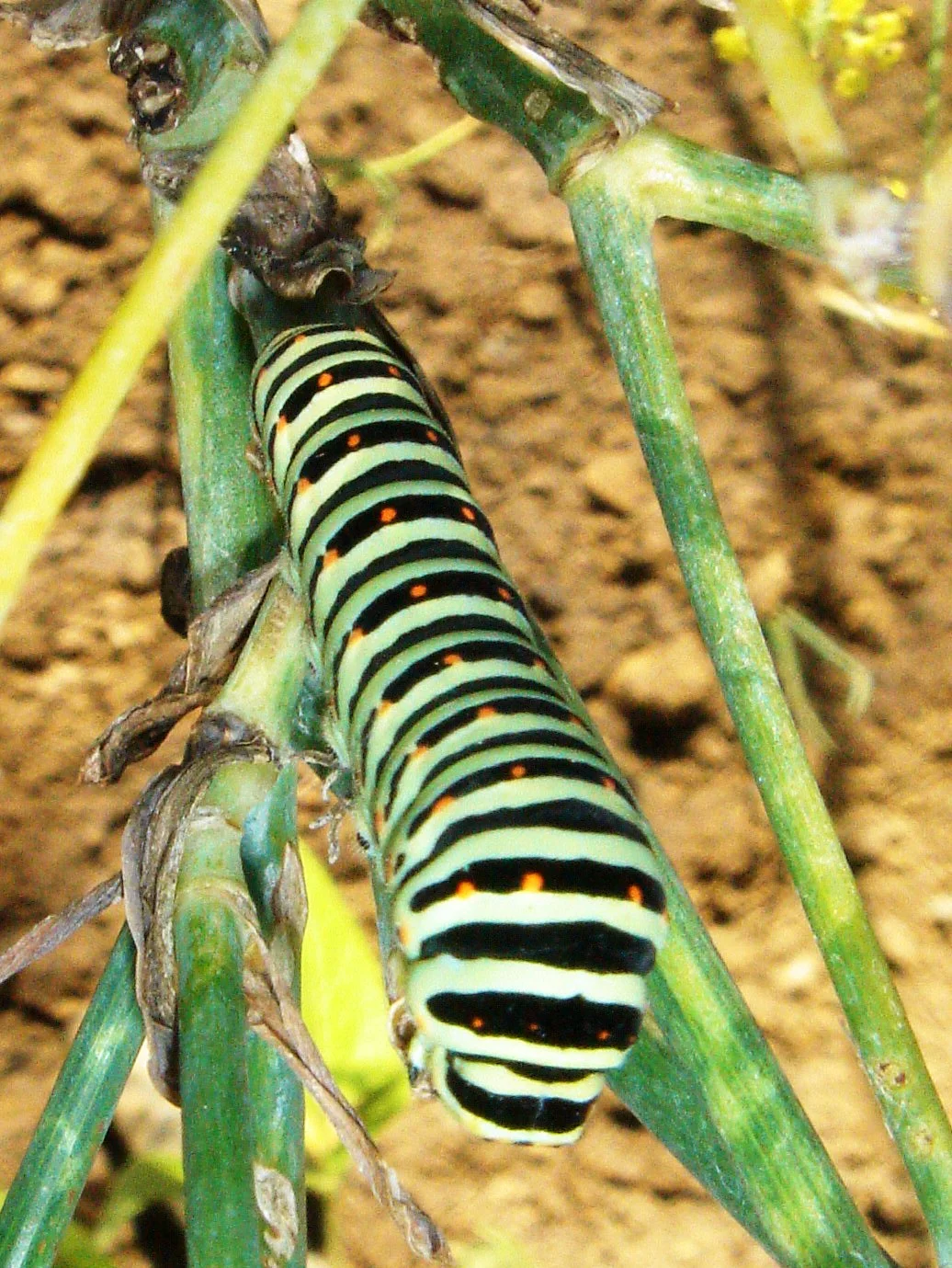 Schwalbenschwanz-Raupe. 40 Prozent aller Tierarten sind bedroht. (Foto: hh)