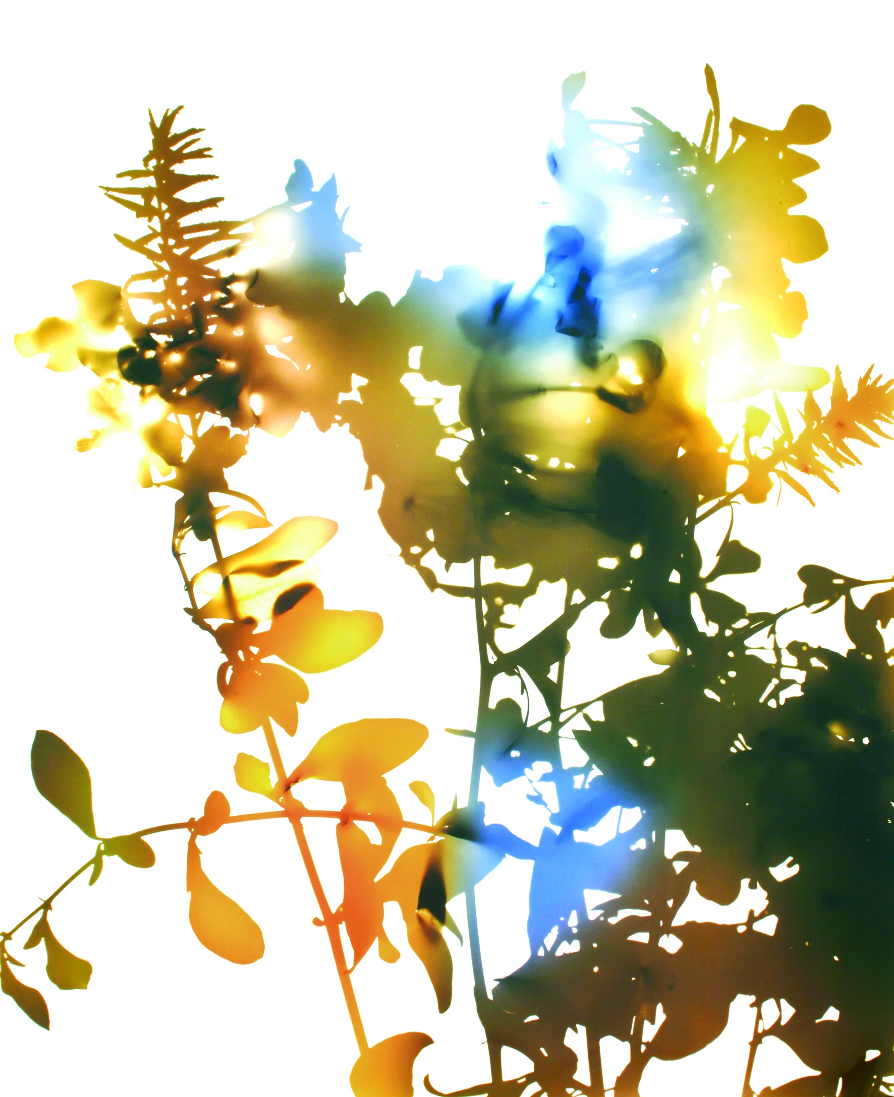 Aus "Flowers", 2006, C-Print auf Plexiglas, 116,8x94 cm
Courtesy der Künstler und David Zwirner, New York London
© James Welling