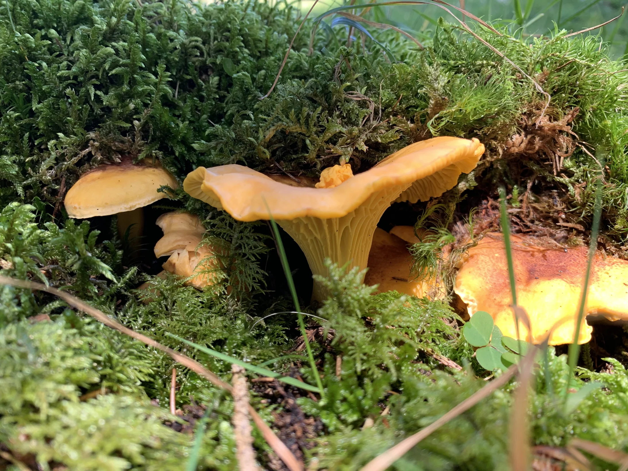 Nicht jeder hutbildende Pilz ist ein Mykorrhiza-Pilz: die Eierschwämme im Bild sind es, Morcheln zum Beispiel bilden keine Mykorrhiza.