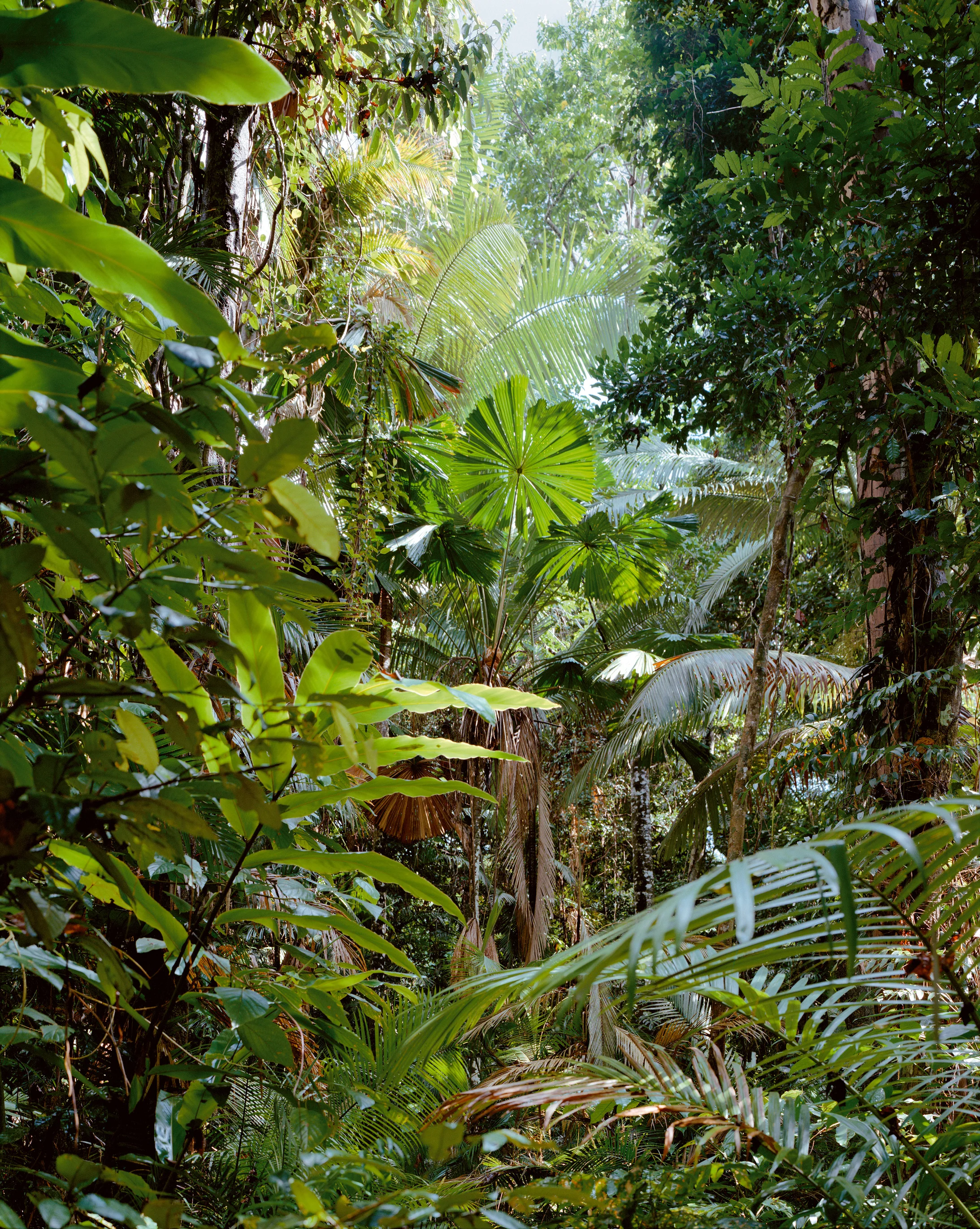 Daintree, Australien 1998 © Thomas Struth / courtesy Schirmer/Mosel